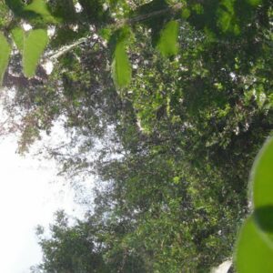 O Papel das Plantas no Crédito de Carbono
